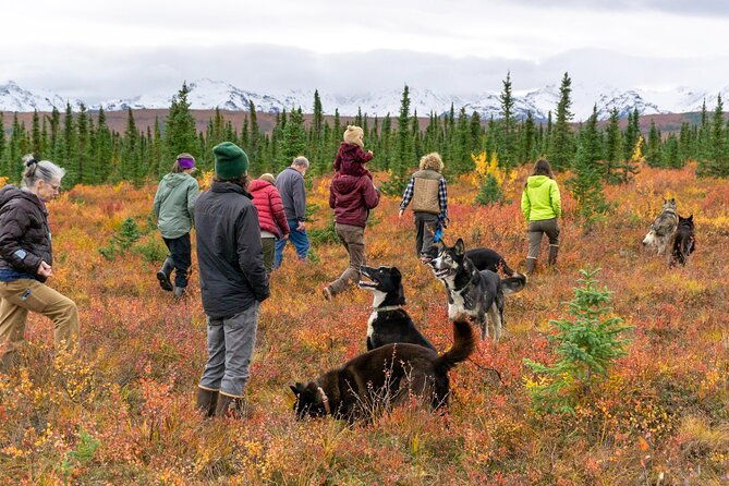 tundra-walk-with-free-running-sled-dogs