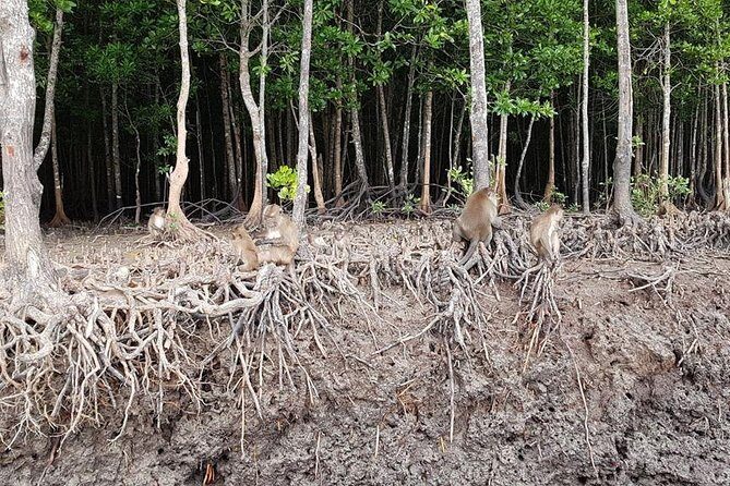 Tung Yee Peng Mangrove Forest Tour By Longtail Boat From Koh Lanta - An In-Depth Look at the Tung Yee Peng Mangrove Tour