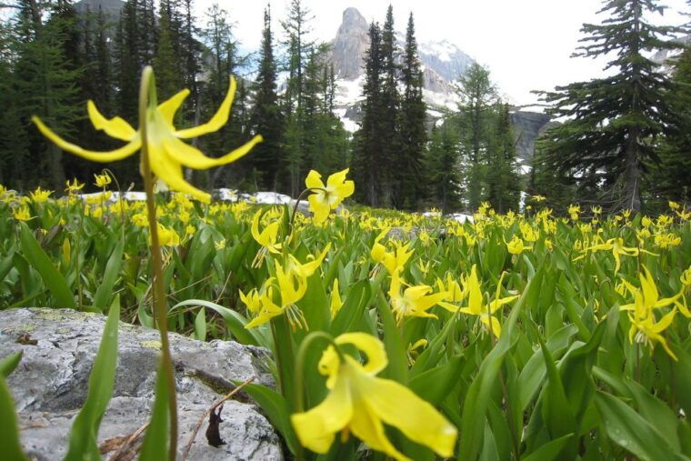 tunnel-mountain-trail-nature-tour-with-audio-guide