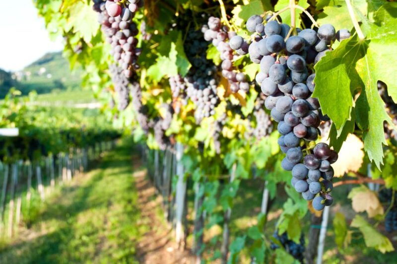 turin-private-barolo-wine-region-day-trip-with-lunch