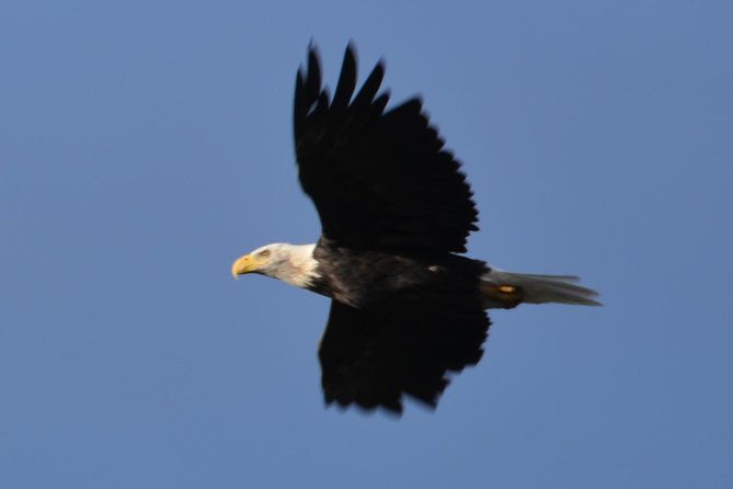 turnagain-arm-and-portage-valley-private-tour