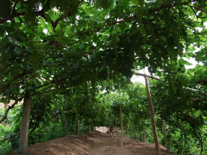 Turpan: Private Must-See Silk Road Tour with Hotel Pickup - Exploring Turpan: A Private Silk Road Experience