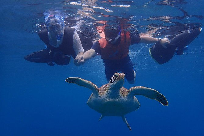 turtle-beach-power-snorkeling-adventure-pickup-excluded