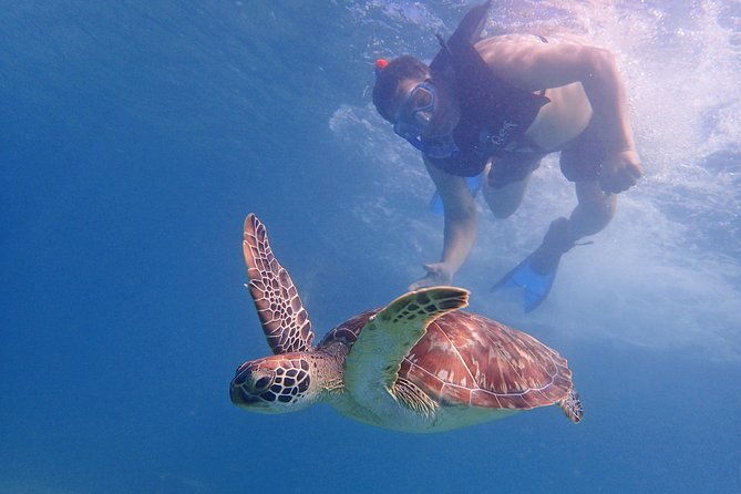 turtle-beach-power-snorkeling-adventure-pickup-excluded