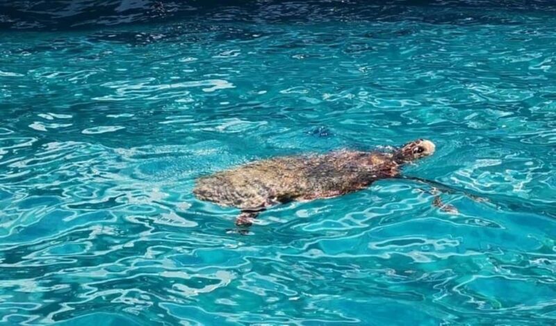 TURTLE BOAT TOUR - Frequently Asked Questions