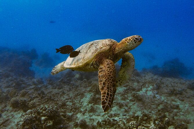 turtle-canyon-snorkel-from-waikiki-turtles-guaranteed