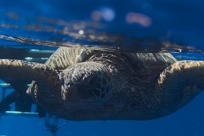 turtle-canyon-snorkel-from-waikiki-turtles-guaranteed