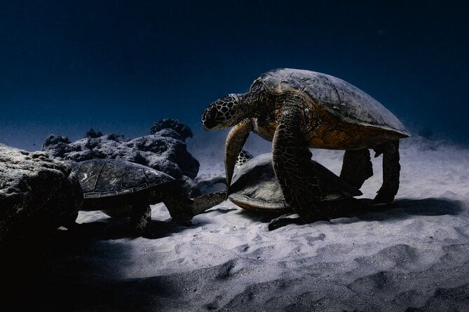 turtle-canyon-snorkel-tour-2