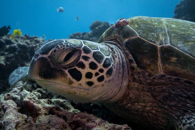 Turtle Canyon Waikiki Snorkel Adventure - A Detailed Look at the Turtle Canyon Waikiki Snorkel Adventure