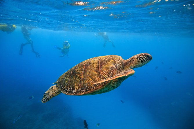 turtle-canyons-snorkel-excursion-from-waikiki-hawaii