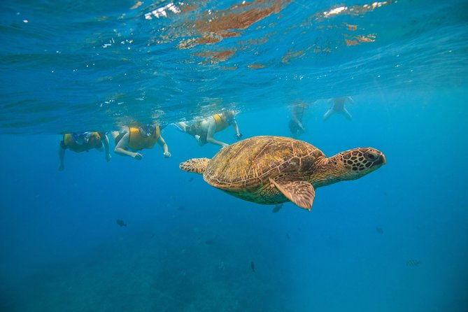 turtle-canyons-snorkel-excursion-from-waikiki-hawaii