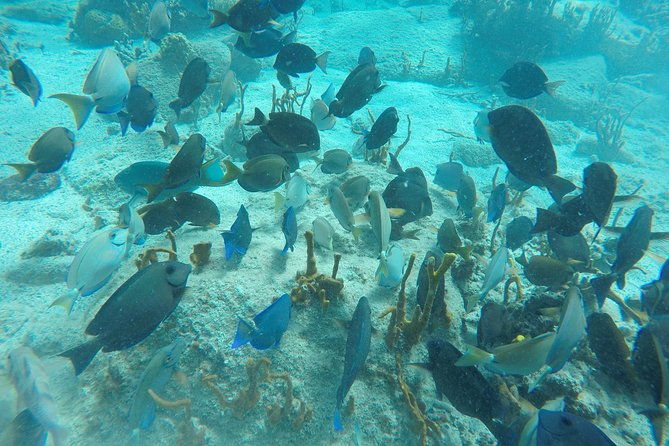 turtle-cove-catamaran-snorkel-and-sail-at-little-buck-island
