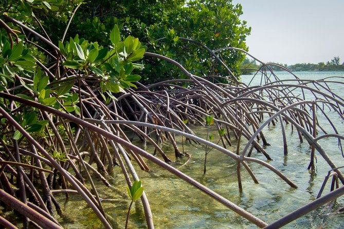 turtle-eco-tour-on-stand-up-paddleboards-or-kayaks-into-the-national-marine-park