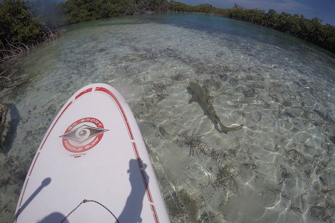 turtle-eco-tour-on-stand-up-paddleboards-or-kayaks-into-the-national-marine-park