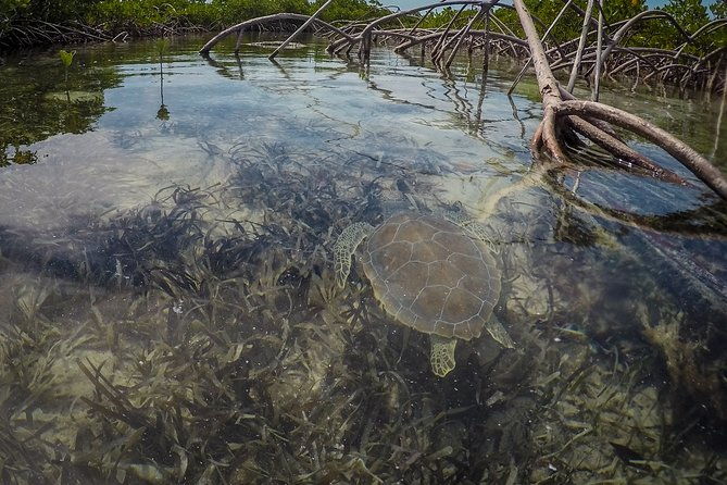 turtle-eco-tour-on-stand-up-paddleboards-or-kayaks-into-the-national-marine-park