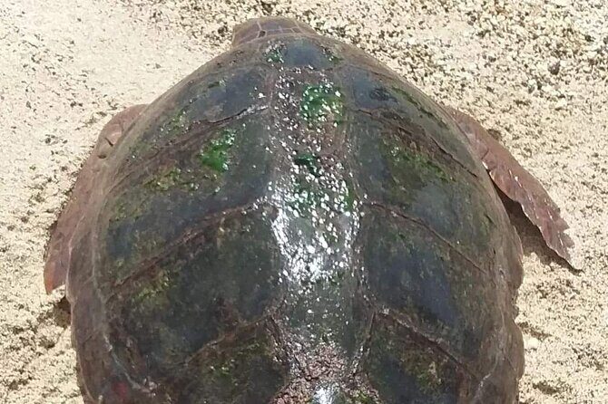Turtle Experience in Boa Vista Island - Introducing the Tour Experience