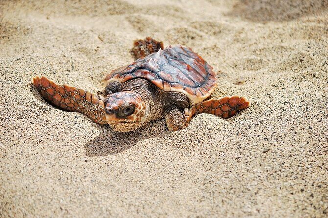 Turtle Experience in Boa Vista Island - An In-Depth Look at the Turtle Nesting Tour
