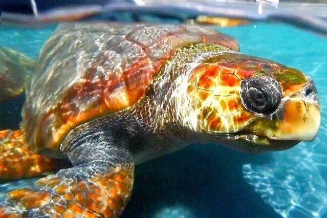 Turtle Experience in Sal island - Key Points