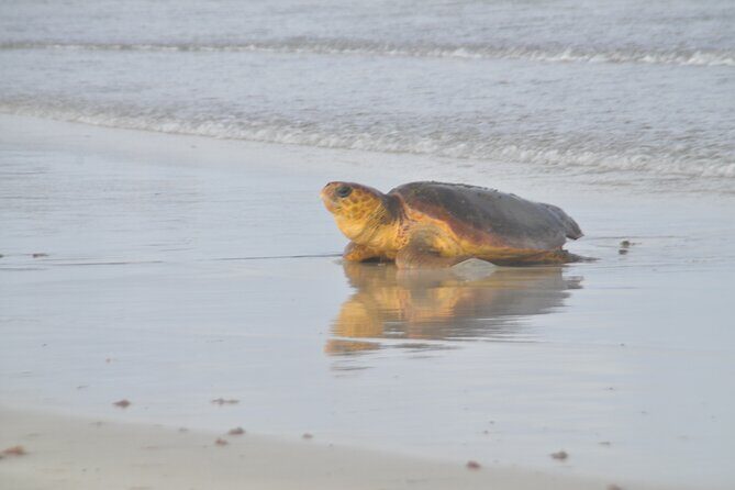 Turtle Experience in Sal island - Why This Tour Is a Great Choice