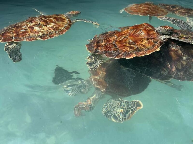 TURTLE INTERACTION EXPERIENCE & SACRED SWIM AT SALAAM CAVE - What Is the Salaam Cave Turtle Interaction?