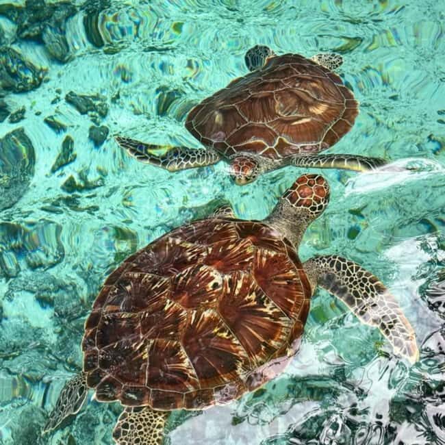TURTLE INTERACTION EXPERIENCE & SACRED SWIM AT SALAAM CAVE - How Is the Tour Structured?