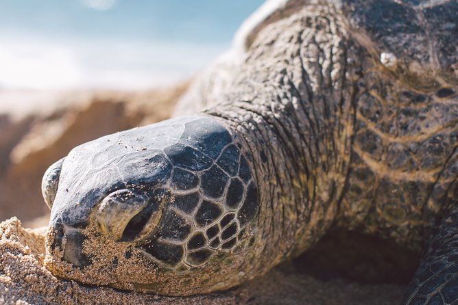 turtle-nesting-night-tour