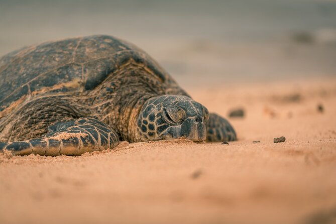 turtle-nesting-night-tour