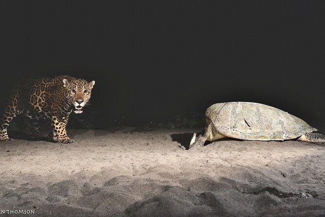 turtle-nesting-night-tour-in-tortuguero