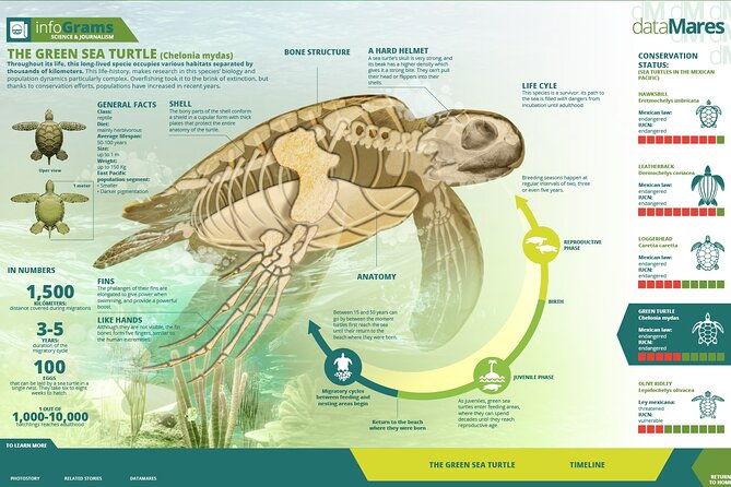 turtle-nesting-night-tour-in-tortuguero