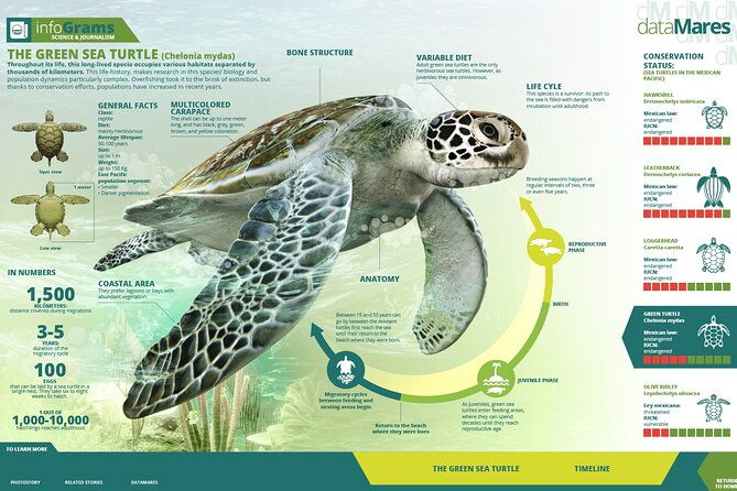 turtle-nesting-night-tour-in-tortuguero