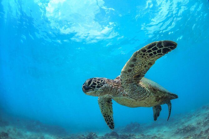 Turtle Reef Kayak Tour of Makena, Maui - An Honest Look at the Kayak Tour Experience