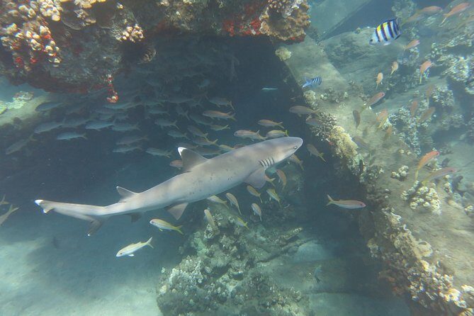 Turtle & Shark Scuba Dive in Lahaina: Certified - Wrapping Up: Who Will Love This Experience?