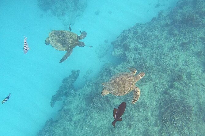 turtle-snorkeling-and-dole-plantation-guided-tour-in-oahu