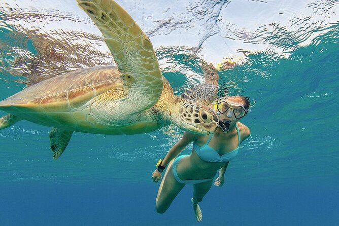 turtle-snorkeling-and-dole-plantation-guided-tour-in-oahu