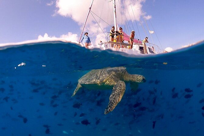 turtle-snorkeling-boat-tour-and-adventure-in-waikiki