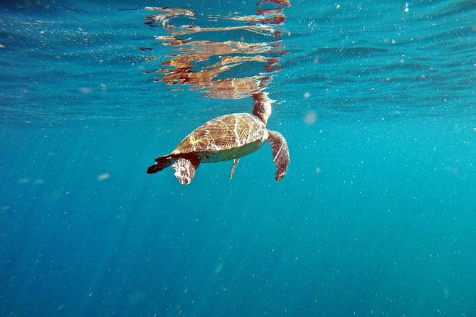 turtle-snorkeling-by-adrenailha