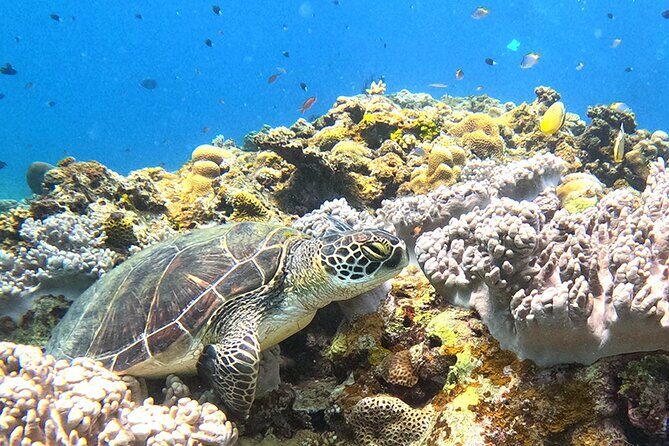 Turtle Snorkeling in Ishigaki - Fluent English! Small Group! - Why Choose This Tour?