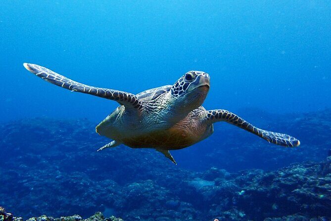 Turtle Snorkeling in Ishigaki - Fluent English! Small Group! - The Experience and Atmosphere