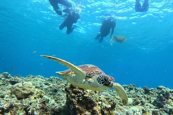 Turtle Snorkeling in Ishigaki - Fluent English! Small Group! - Practical Tips for Travelers