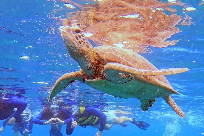 Turtle Snorkeling in Ishigaki - Fluent English! Small Group! - The Sum Up