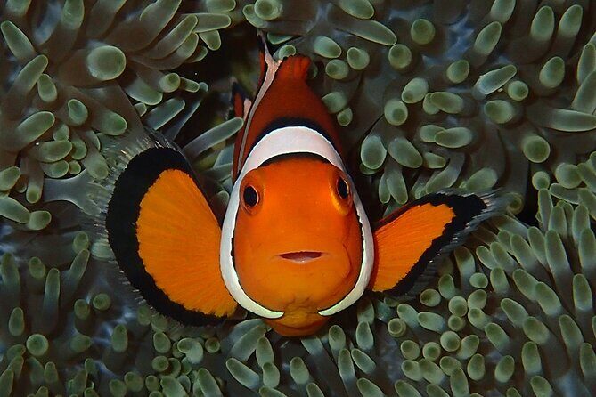 Turtle Snorkeling in Ishigaki - Fluent English! Small Group! - FAQs