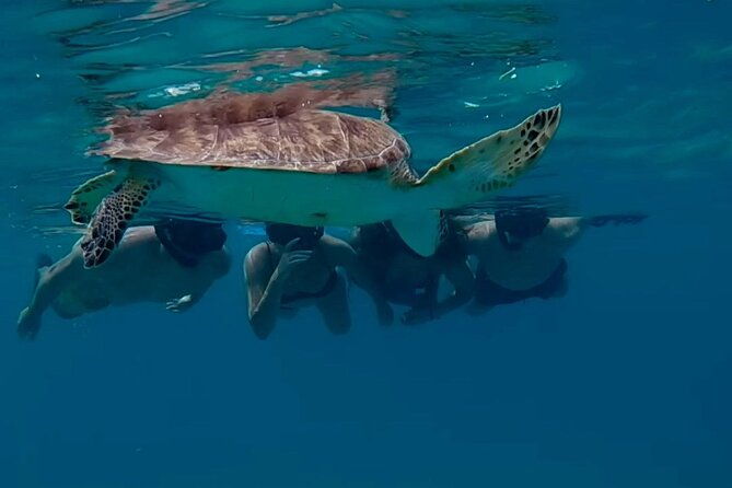 turtle-snorkeling-private-videography-tour