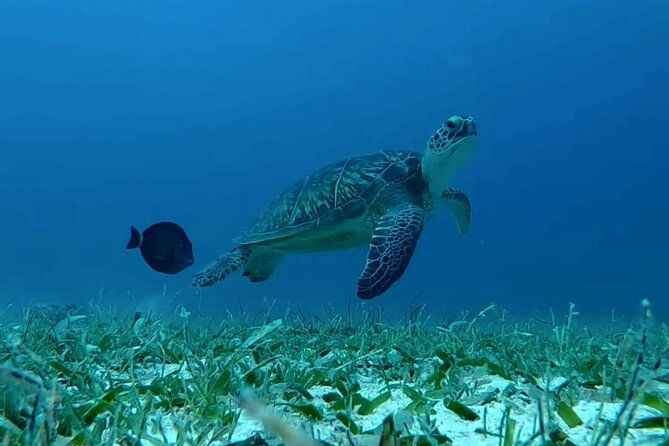 turtle-snorkeling-private-videography-tour