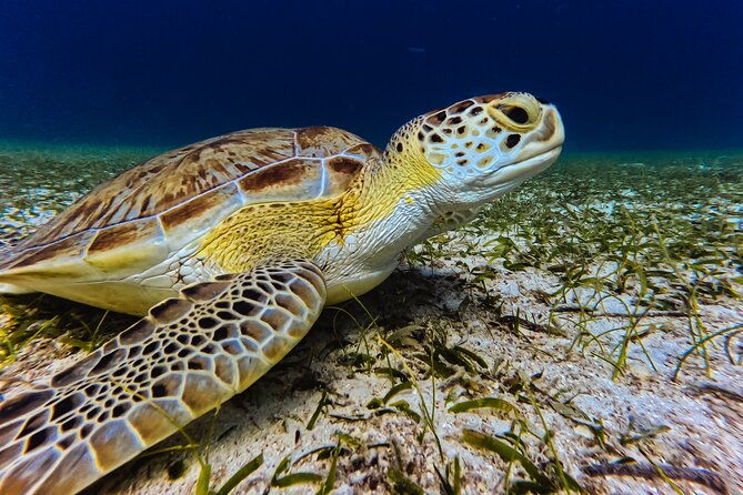 turtle-snorkeling-tour-in-tres-trapi-aruba
