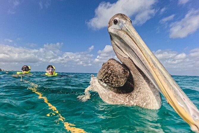 turtle-snorkeling-tour-in-tres-trapi-aruba