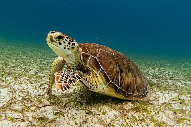 turtle-snorkeling-tour-in-tres-trapi-aruba
