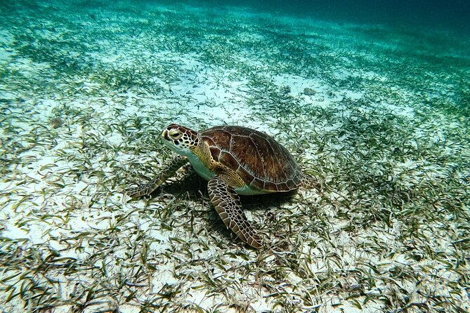 turtle-snorkeling-tour-in-tres-trapi-aruba