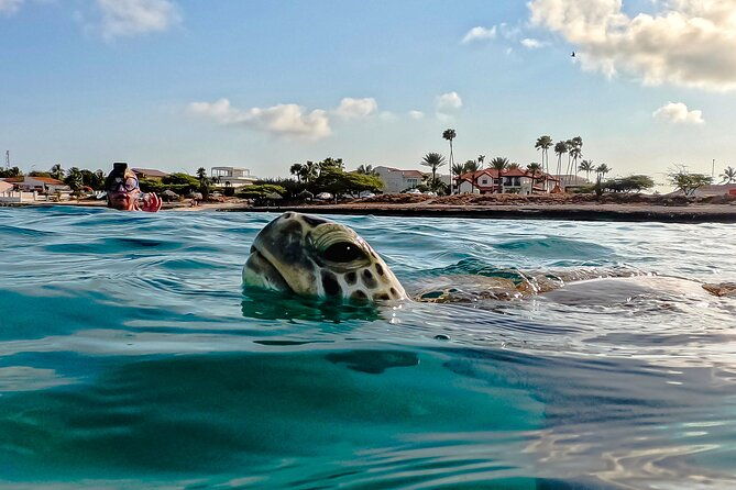 turtle-snorkeling-tour-in-tres-trapi-aruba