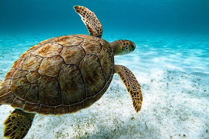 turtle-snorkeling-tour-in-tres-trapi-aruba