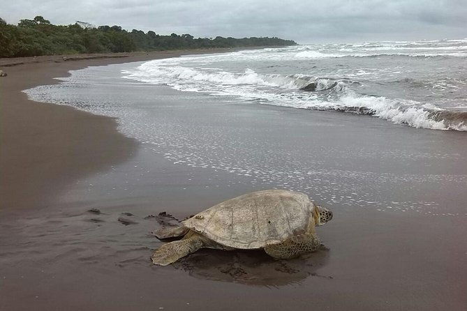 turtle-tour